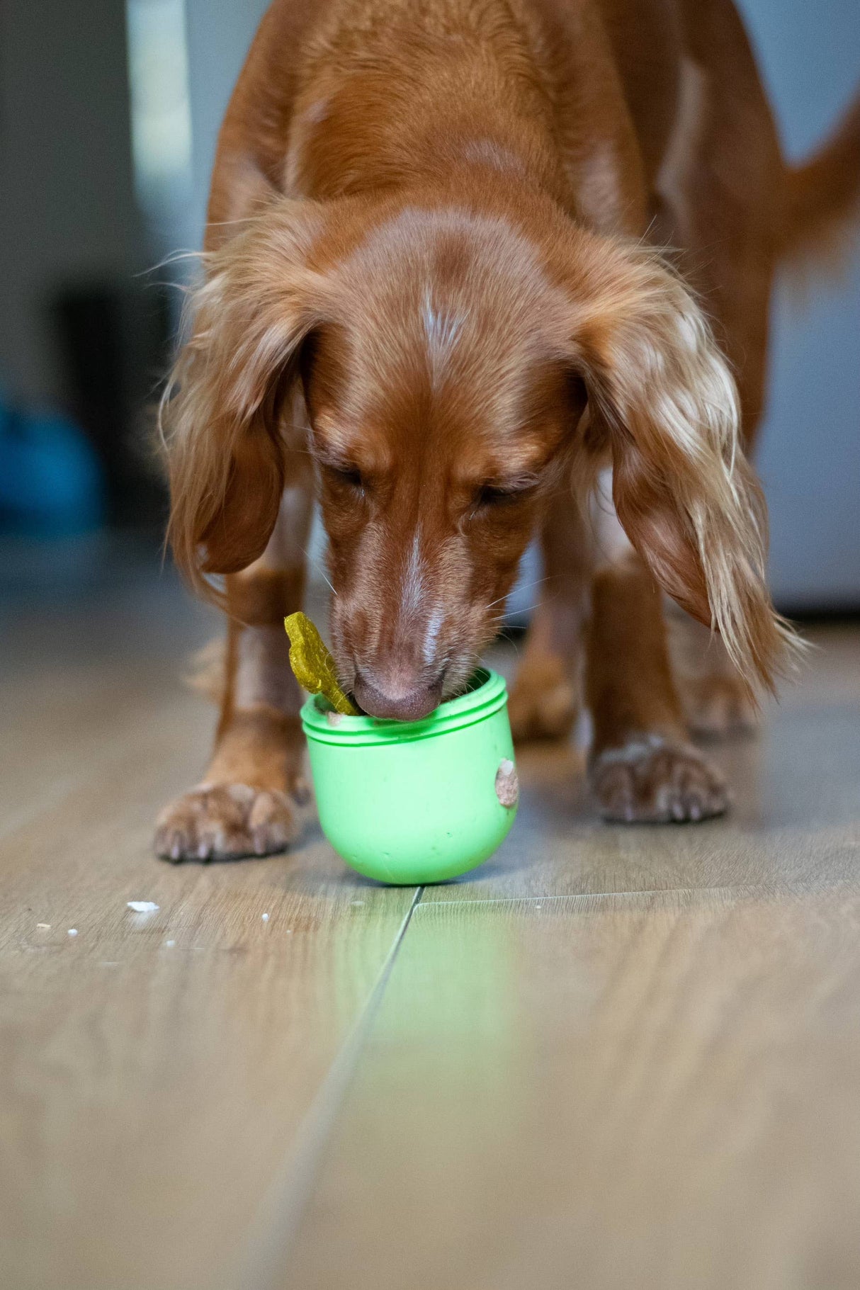 Bodhi & The Birchtree Food Dispenser & Slow Feeder Light & Spruce Green