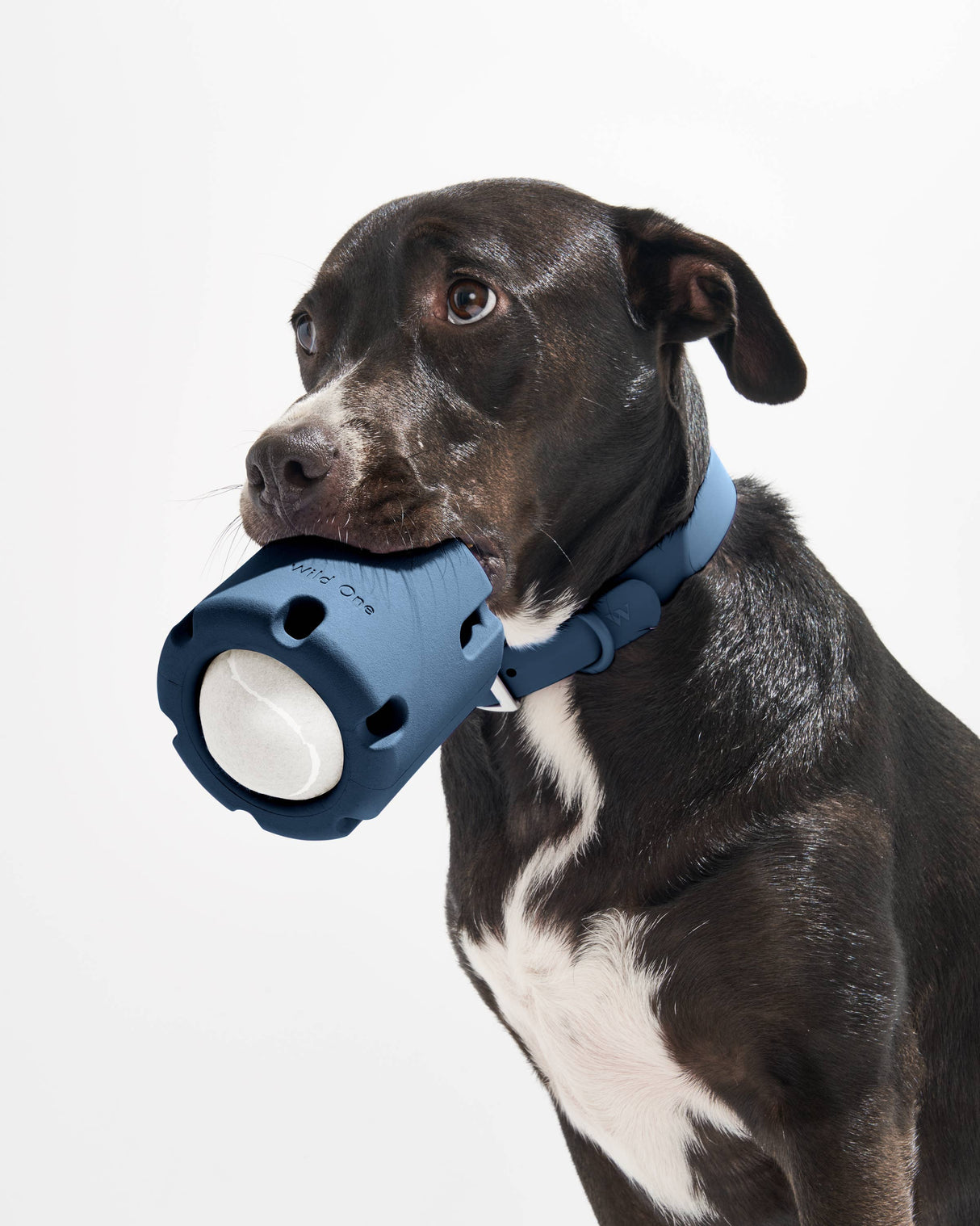Wild One Tennis Tumble Interactive Dog Toy