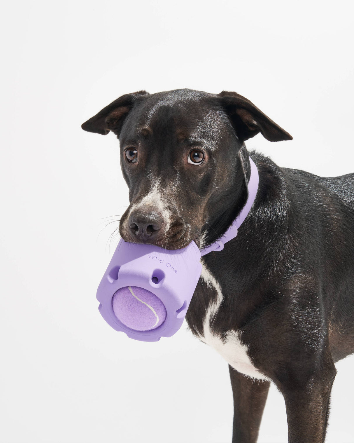 Wild One Tennis Tumble Interactive Dog Toy