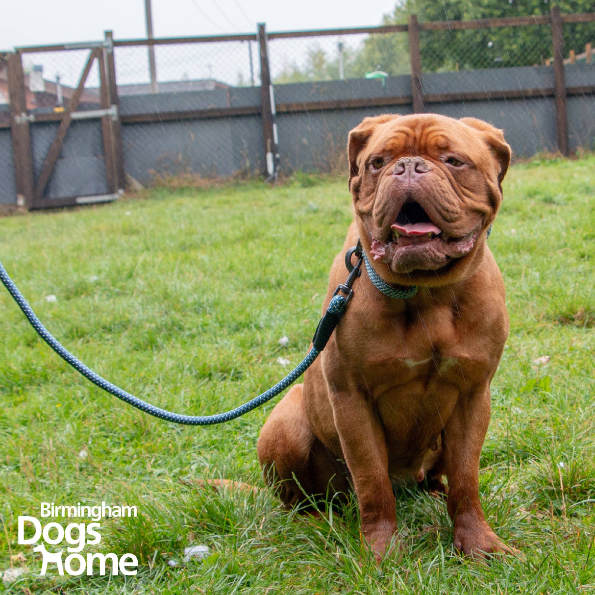 Extreme+ Rope Bungee Lead 100 cm x 13mm