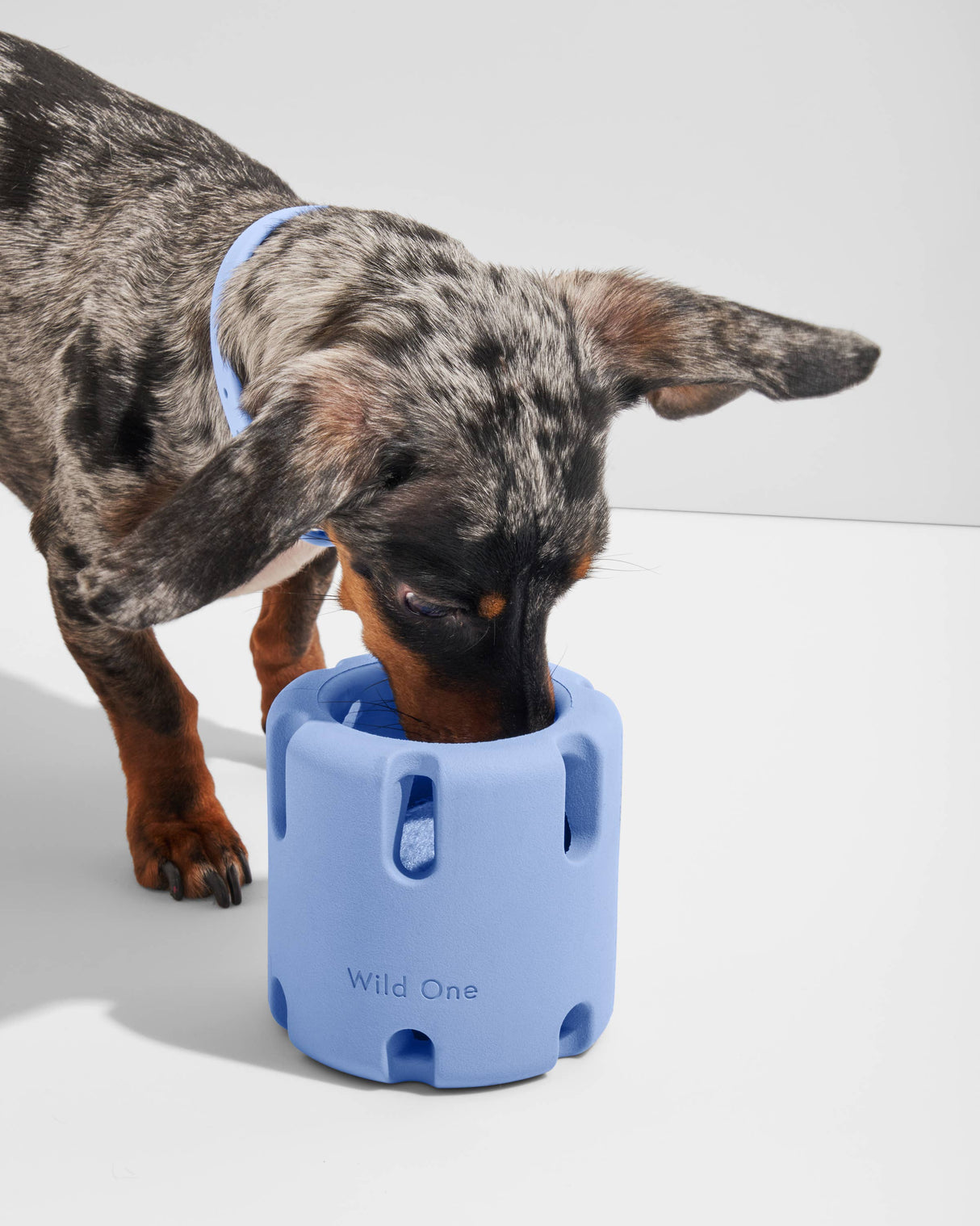 Wild One Tennis Tumble Interactive Dog Toy