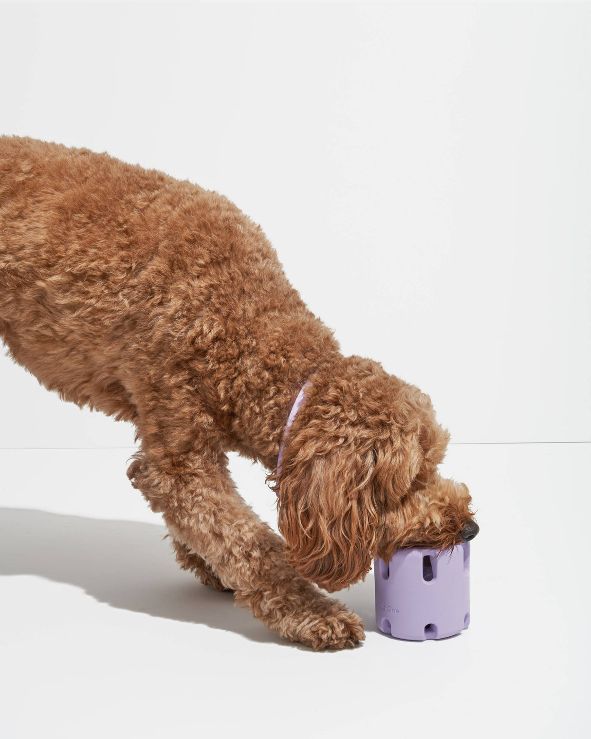 Wild One Tennis Tumble Interactive Dog Toy
