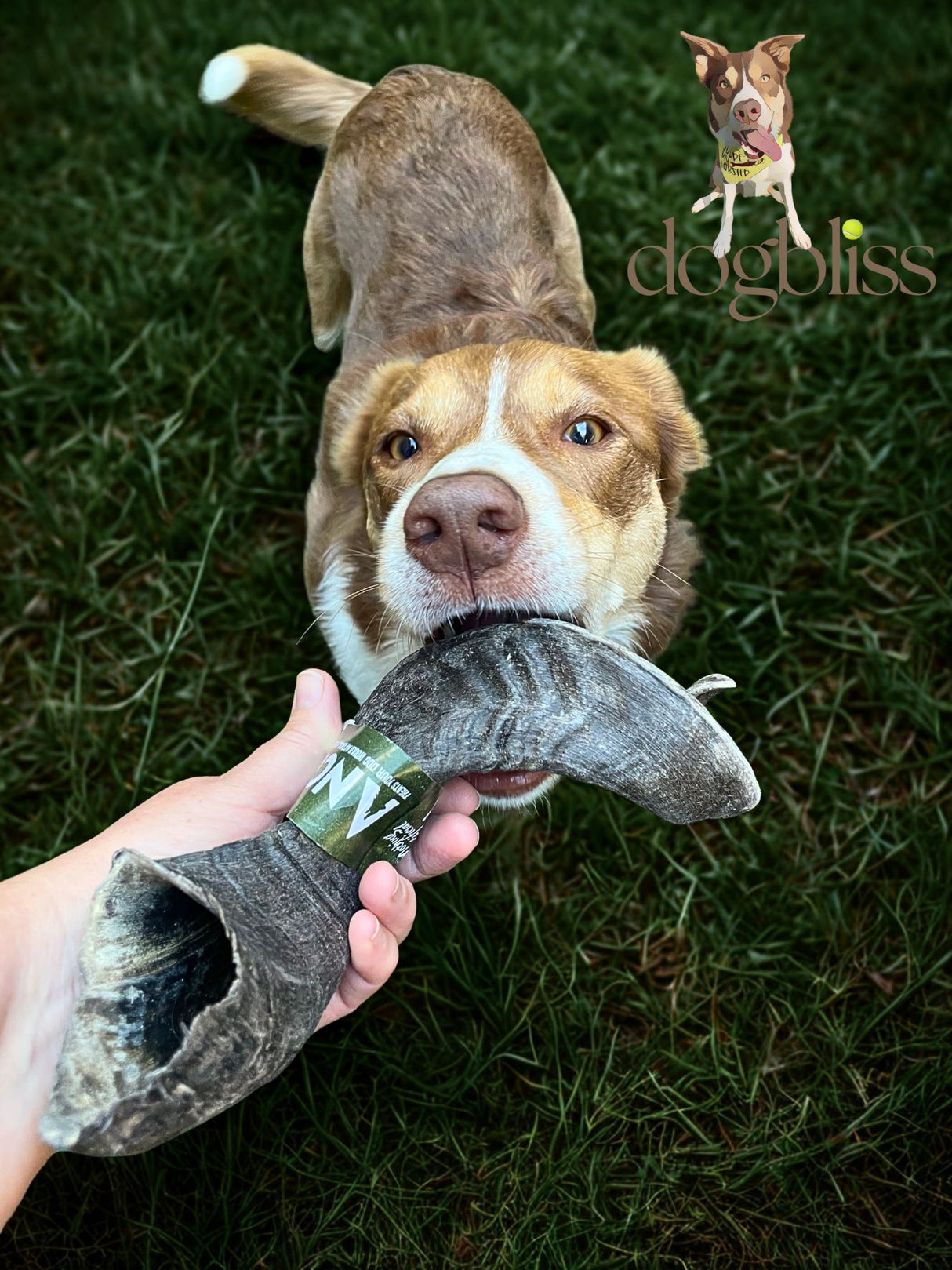 Anco Lamb Horn - Price Per 1 Piece