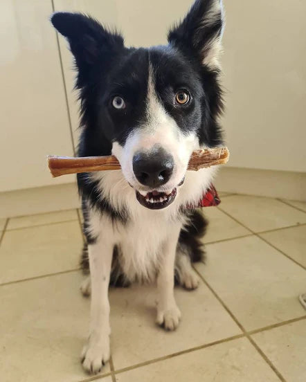 Jr Pet Beef Pizzle Extra Large - Price Per 1 Piece