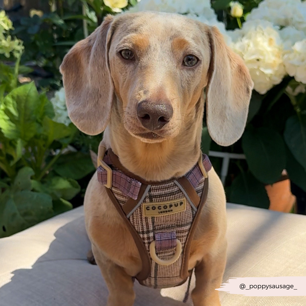 Cocopup Explore Dog Harness - Pup Plaid