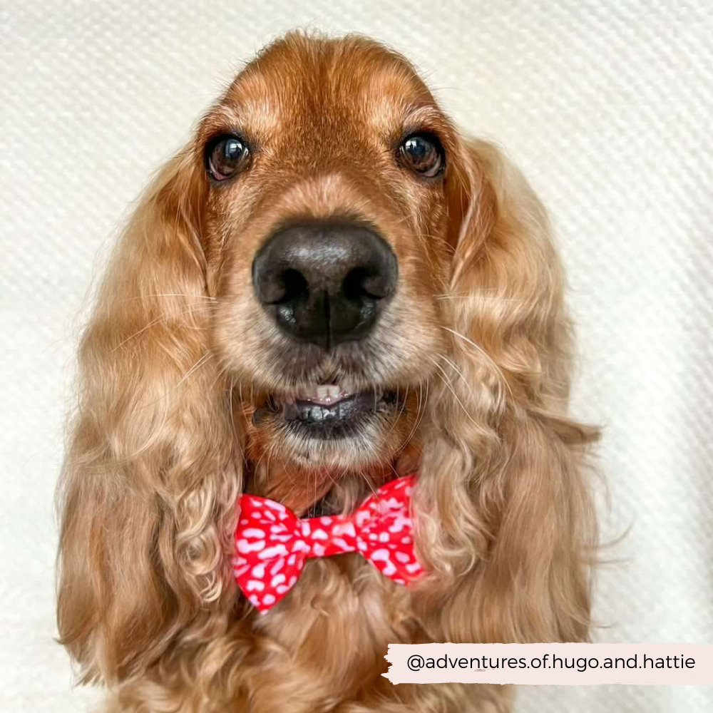 Cocopup Red & Pink Leopard Bow Tie