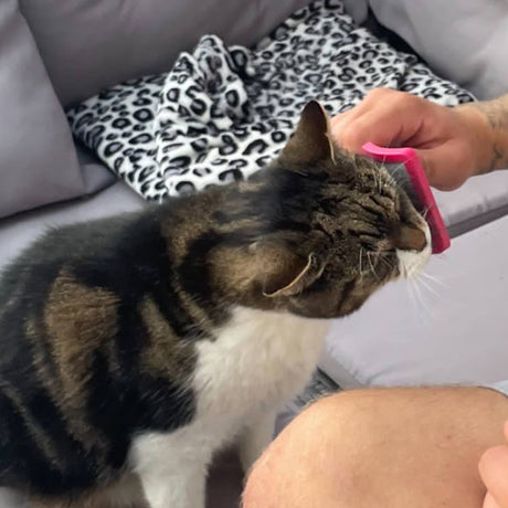 Ancol Moulting Cat Comb