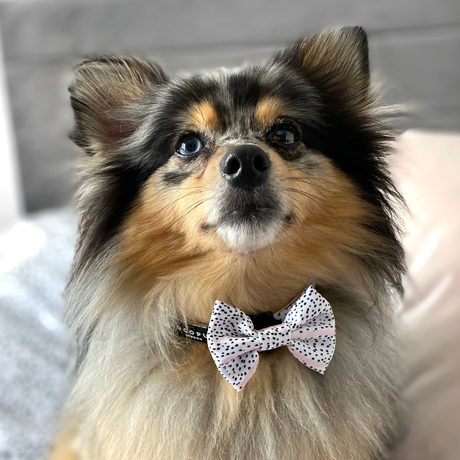 Cocopup Pink Dalmatian Bow Tie