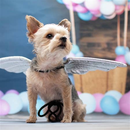 Halloween Angel Wings