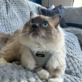 Cocopup Cat Harness - Sage Tweed