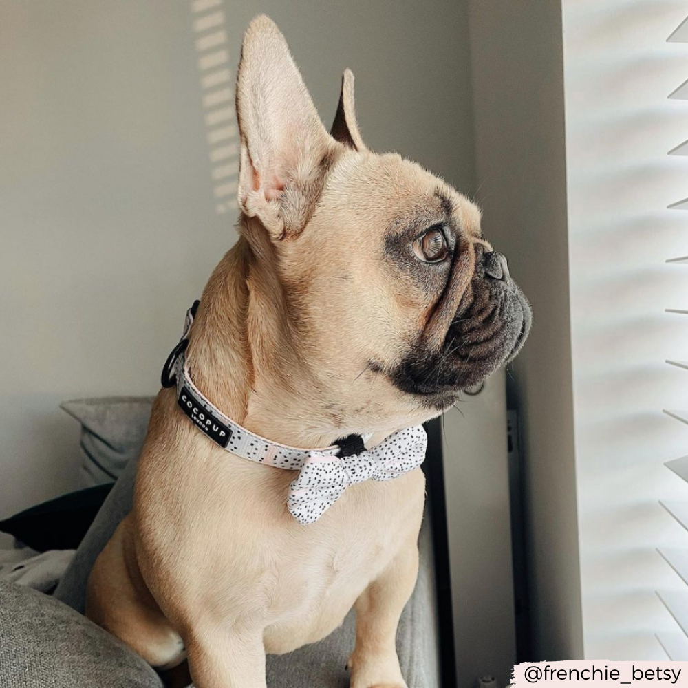 Cocopup Pink Dalmatian Bow Tie