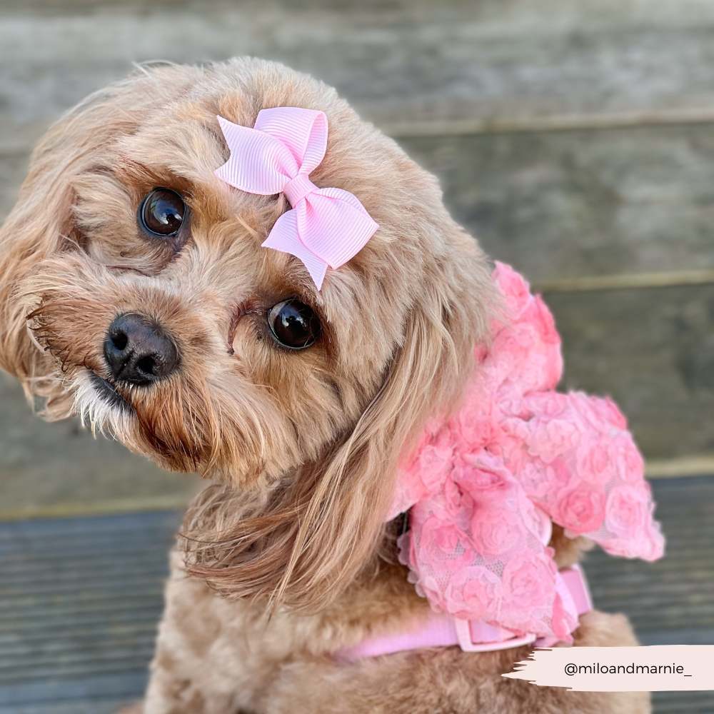 Cocopup Peony Pup Sailor Bow Tie