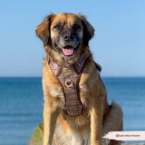 Cocopup Explore Dog Harness - Pup Plaid