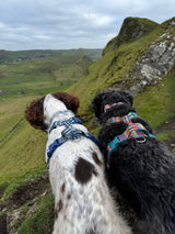 Twiggy Tags Horizon Harness