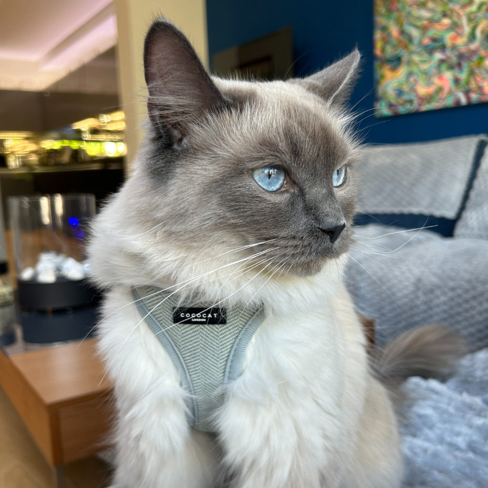 Cocopup Cat Harness - Sage Tweed