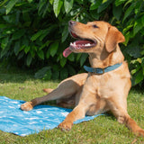 Ice Paws Cooling Mat Small or Large