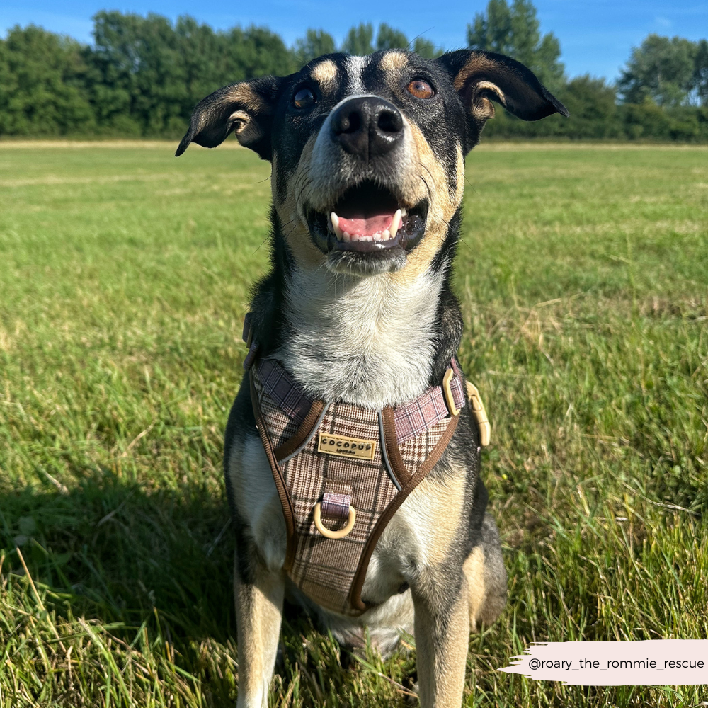 Cocopup Explore Dog Harness - Pup Plaid
