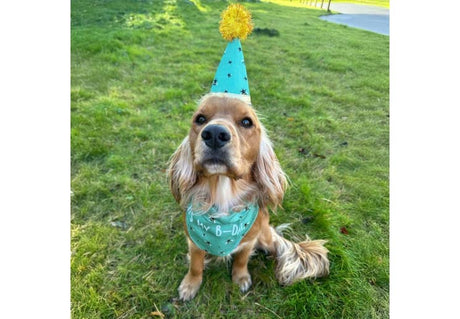 Ancol B-Day Hat & Bandana Set