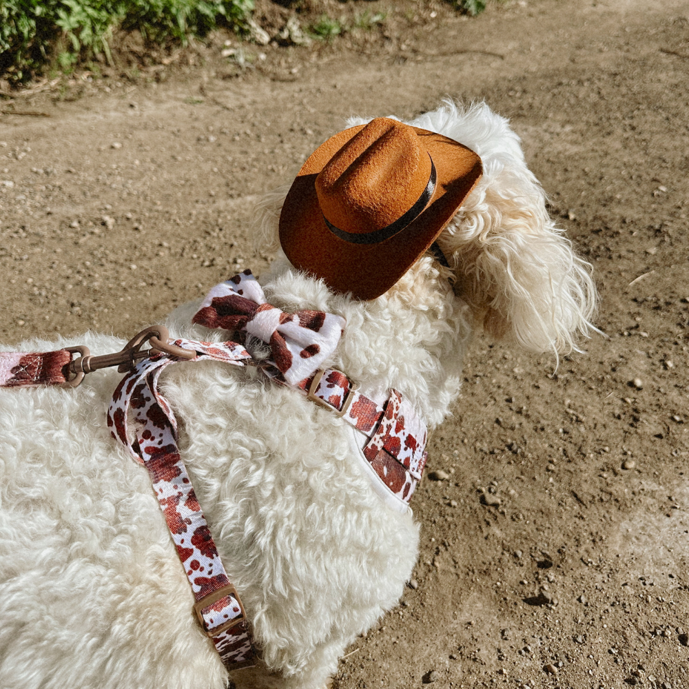 Cocopup Rodeo Pup Dog Hat