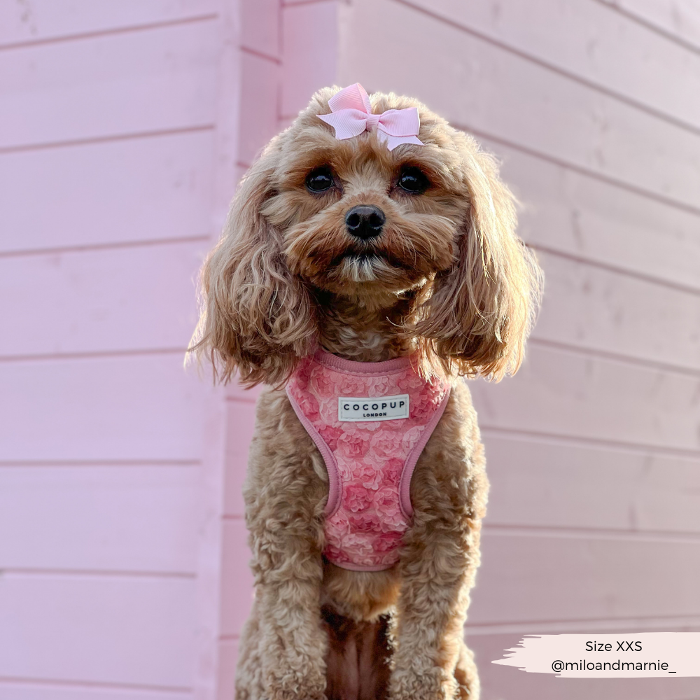 Cocopup Peony Pup Adjustable Neck Harness