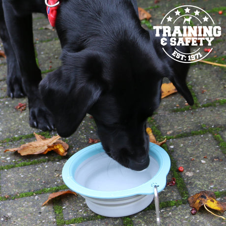 Collapsible Dog Travel Bowl