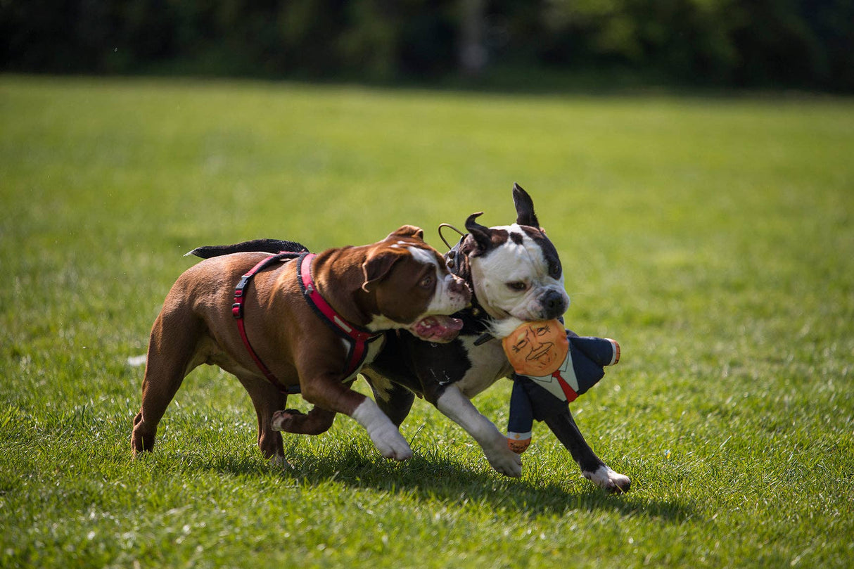 Pet Hates Toys Donald Dog Toy