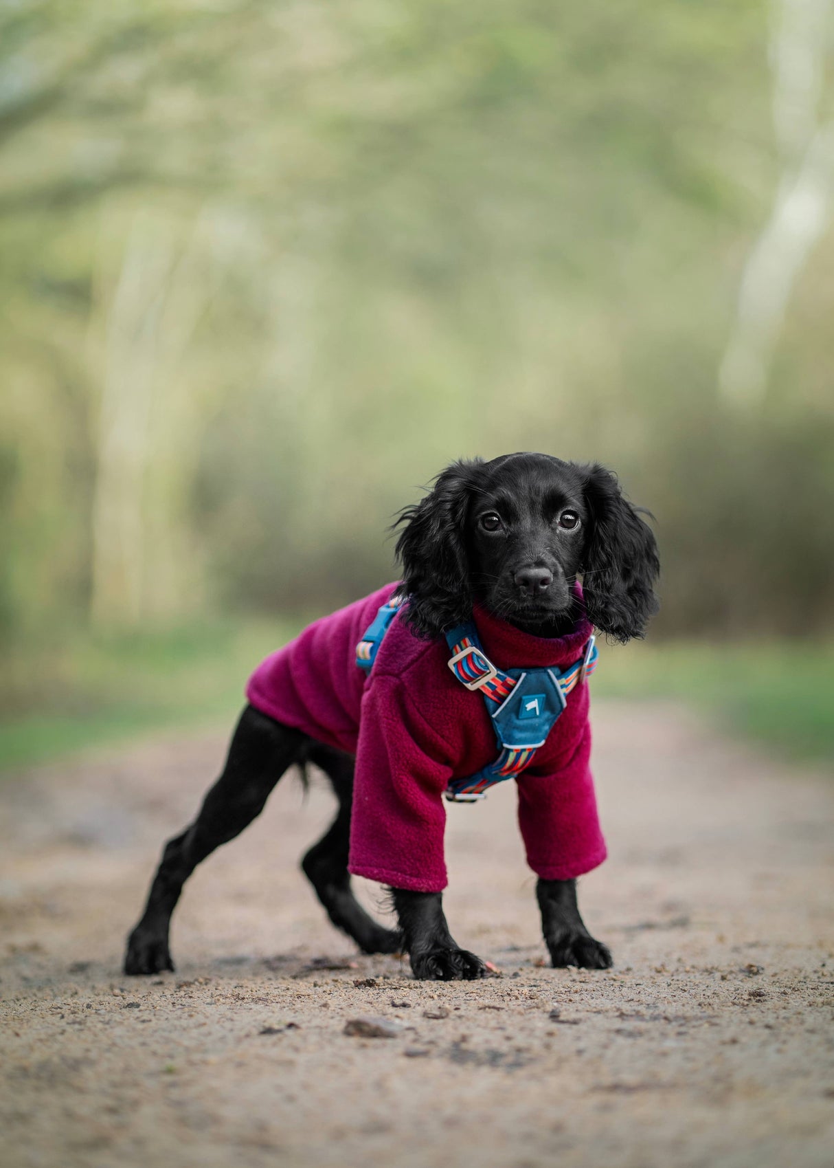 Twiggy Tags Horizon Harness