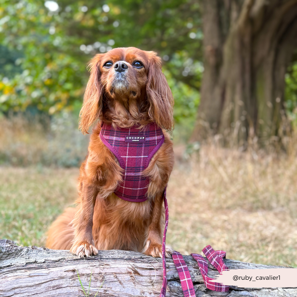 Cocopup Mulberry Plaid Adjustable Neck Harness