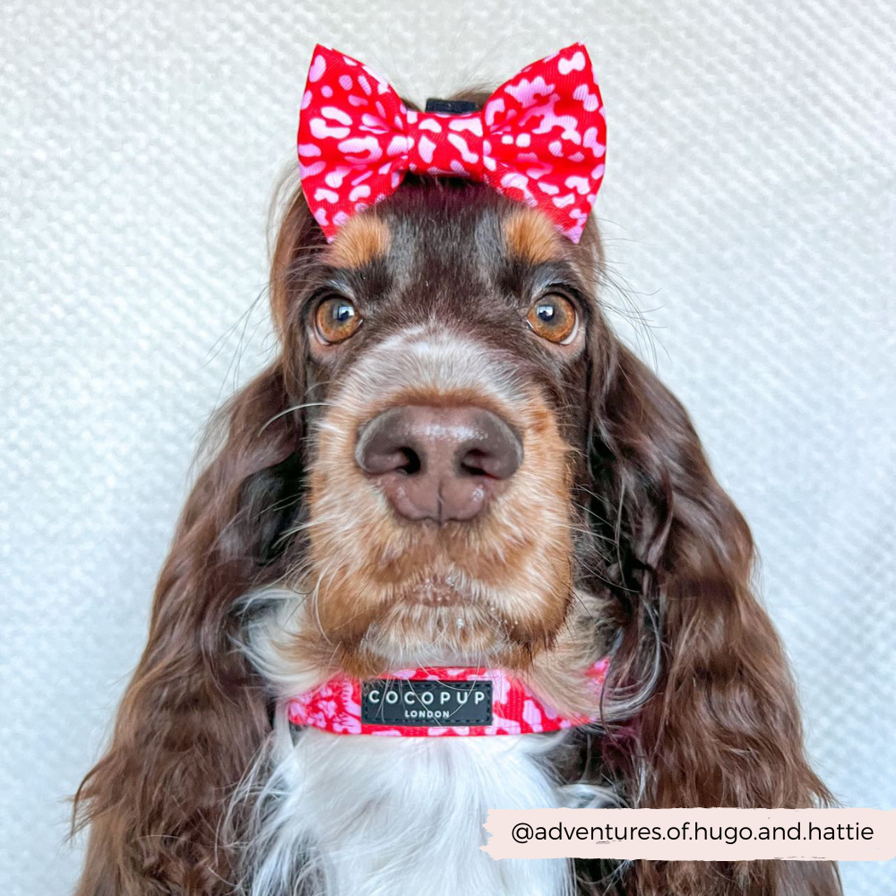 Cocopup Red & Pink Leopard Bow Tie