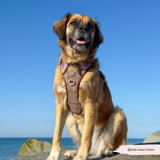 Cocopup Explore Dog Harness - Pup Plaid