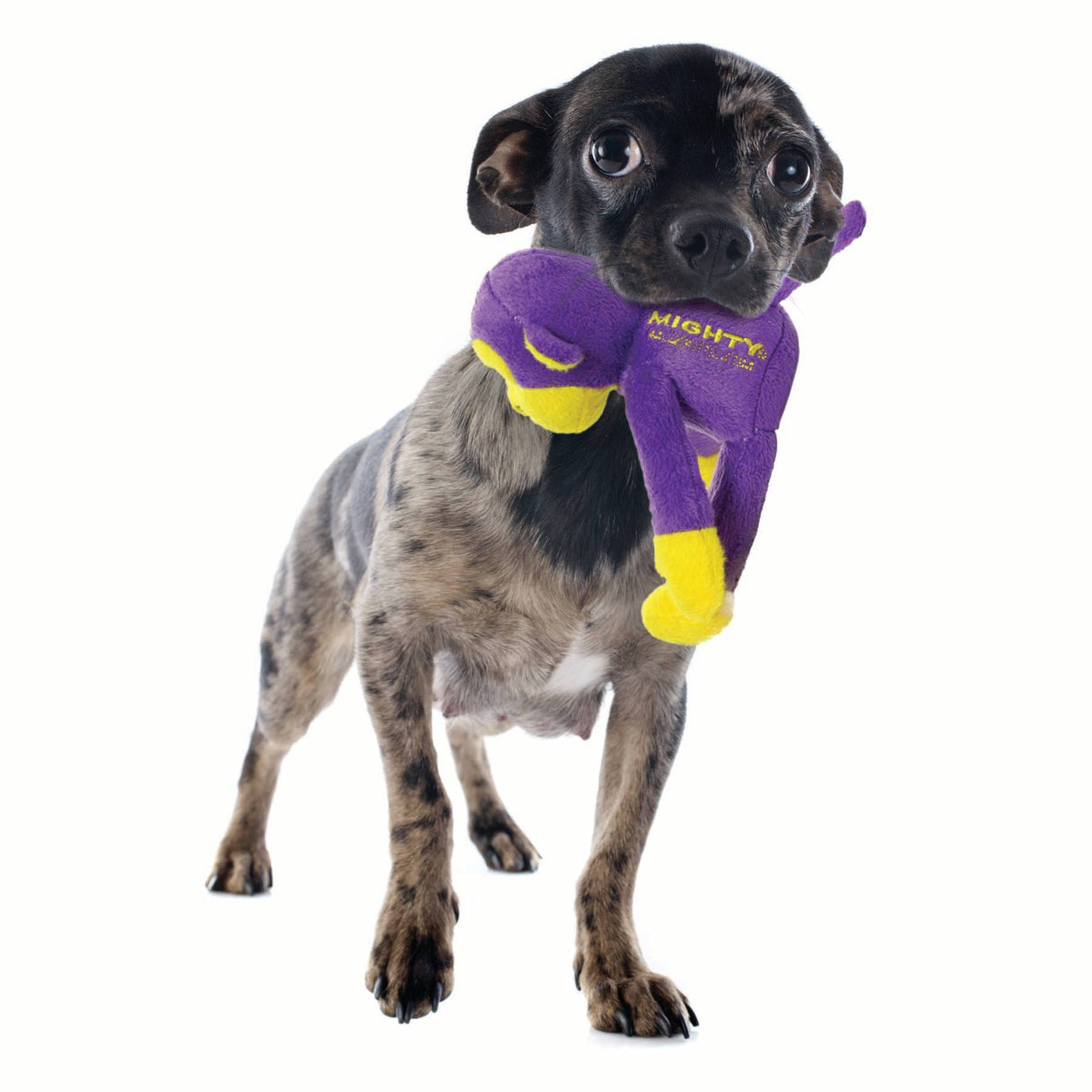 Mighty Jr Safari Monkey - Purple, Plush, Squeaky Dog Toy