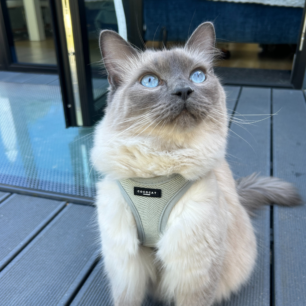 Cocopup Cat Harness - Sage Tweed