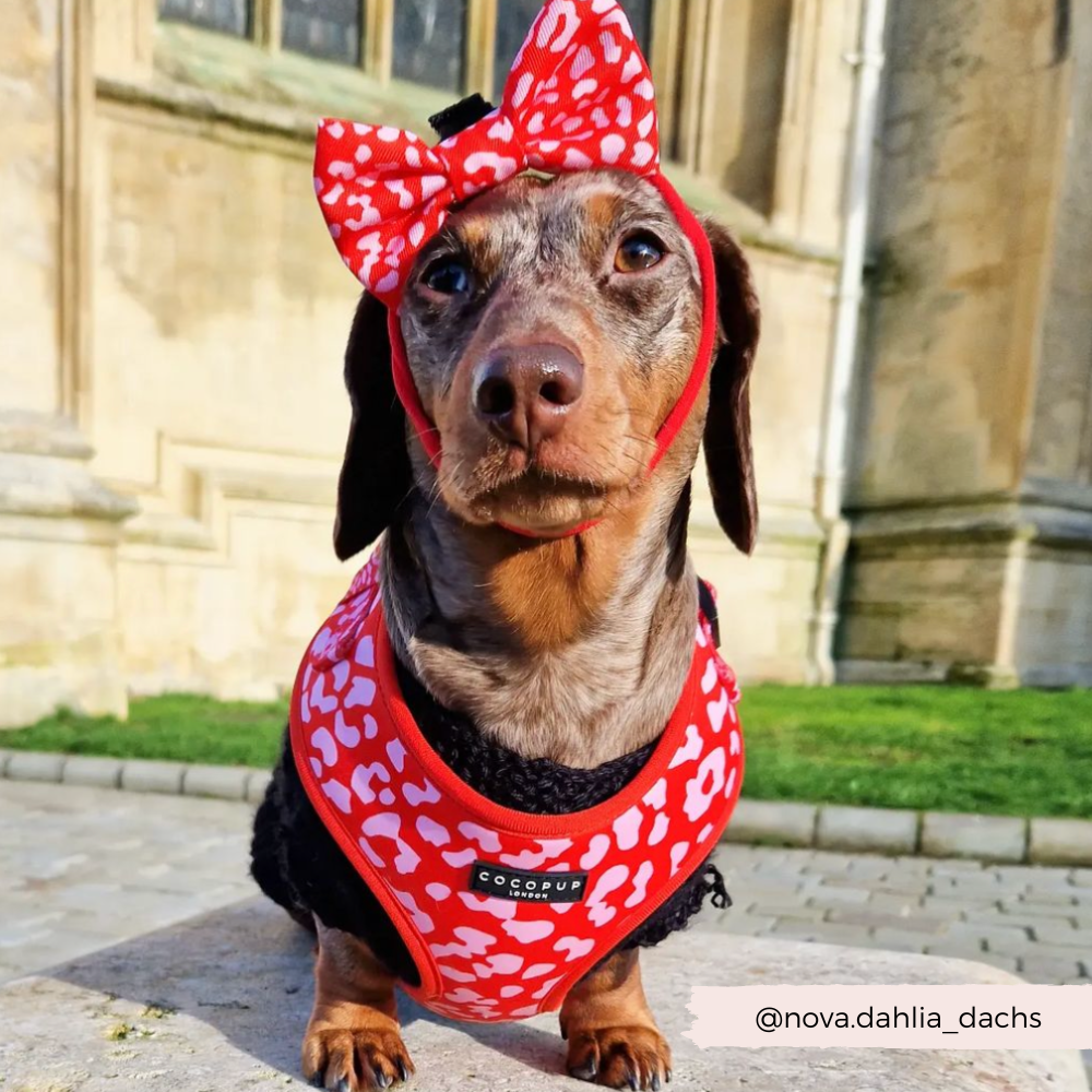 Cocopup Red & Pink Leopard Bow Tie