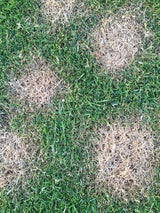 Beloved Dog Rocks - Stop pet urine burns on grass...naturally!