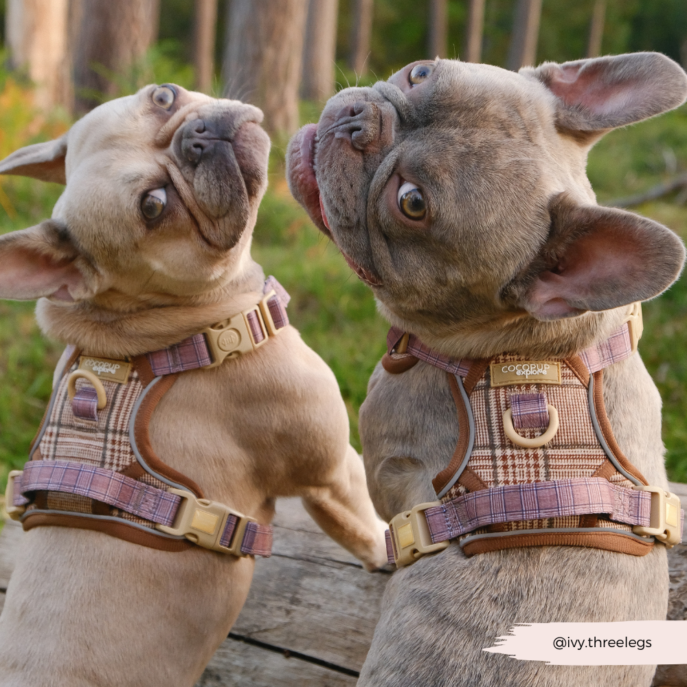 Cocopup Explore Dog Harness - Pup Plaid