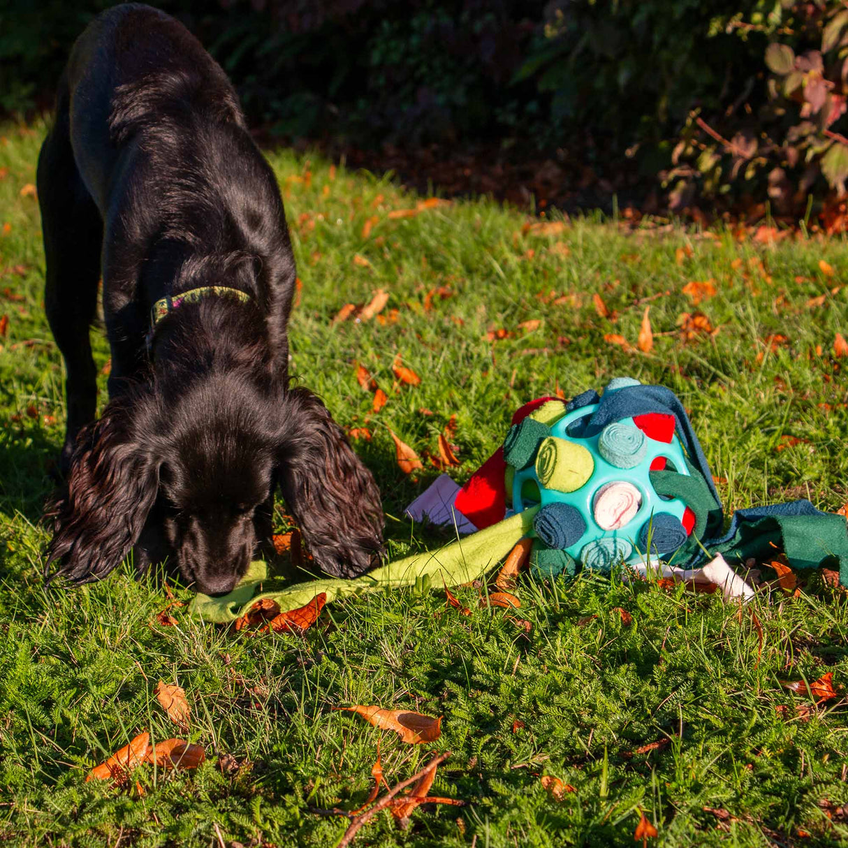 Örva Snuffle Ball- fill with treats and roll