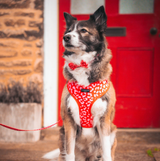 Red & Pink Leopard Adjustable Neck Harness