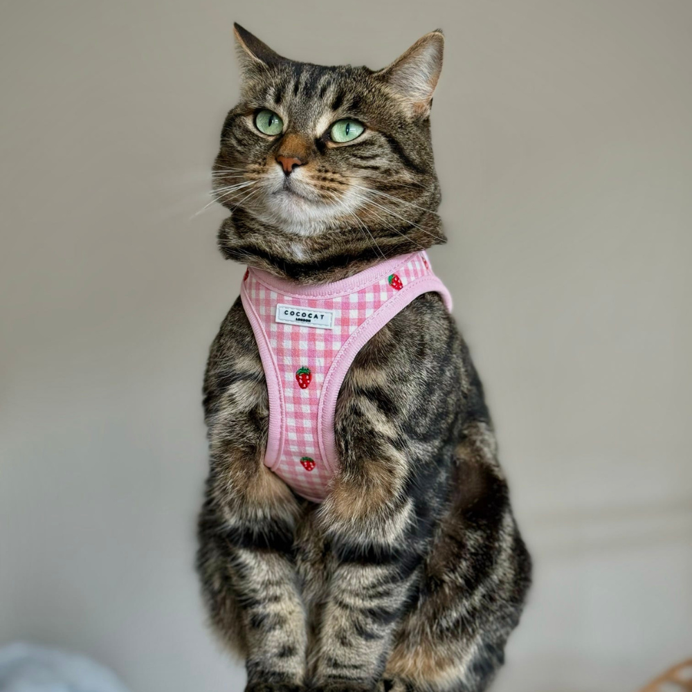 Cocopup Cat Harness - Strawberry Picnic