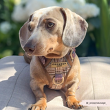 Cocopup Explore Dog Harness - Pup Plaid