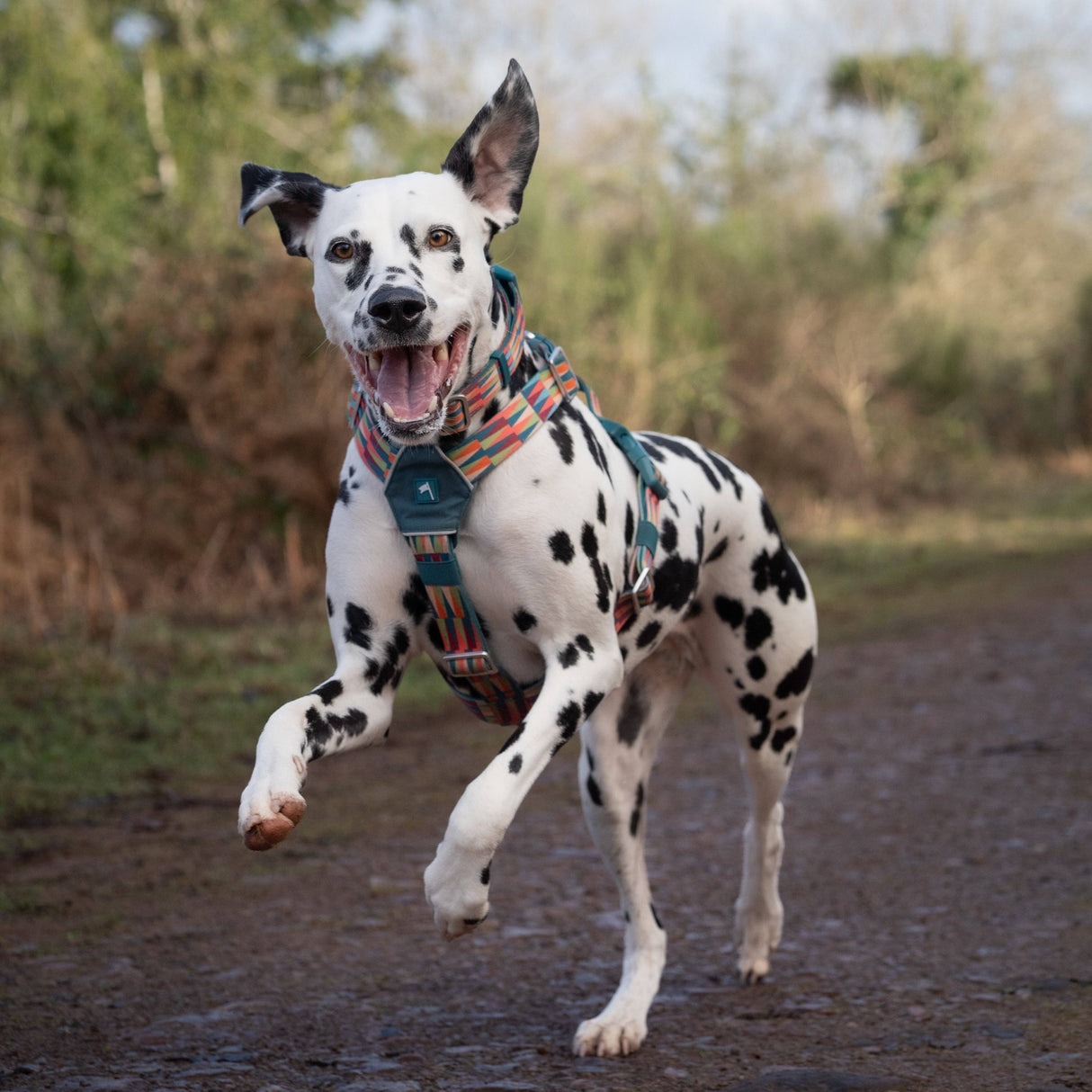 Twiggy Tags Horizon Harness
