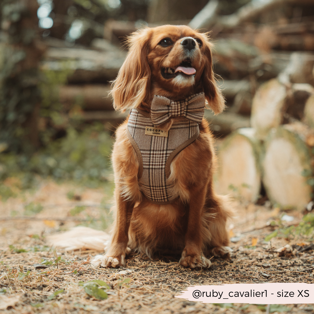 Cocopup Pup Plaid Bow Tie