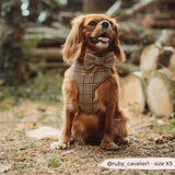 Cocopup Pup Plaid Bow Tie