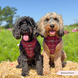Cocopup Mulberry Plaid Adjustable Neck Harness