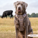 Cocopup Explore Dog Harness - Pup Plaid
