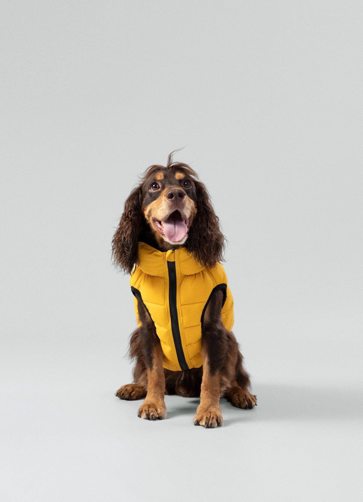 Hugo&Hudson Hackett x Hugo Hudson Dog Puffer Jacket, Forest Green & Gold