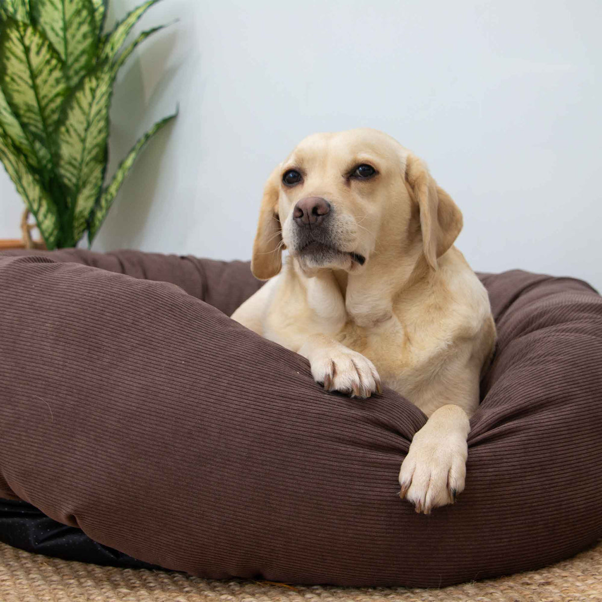 A yellow Labrador Retriever lying on a large brown corduroy dog bed in a home setting with a potted plant in the background.