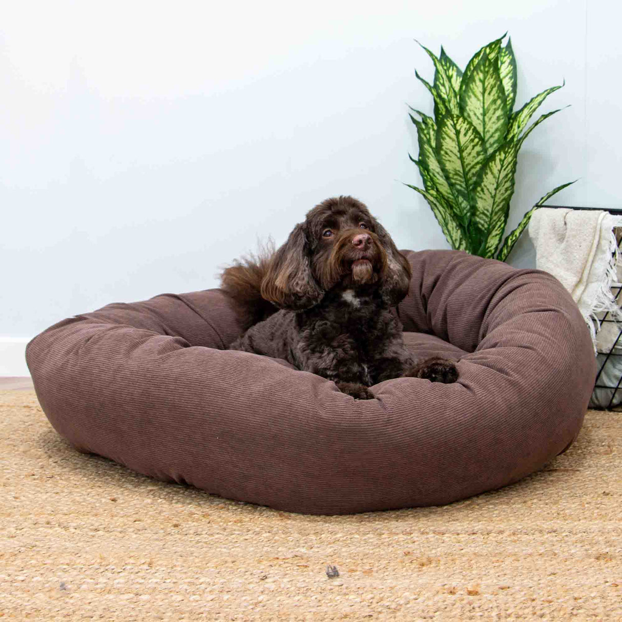 Dog lying on a brown donut bed with a plant in the background