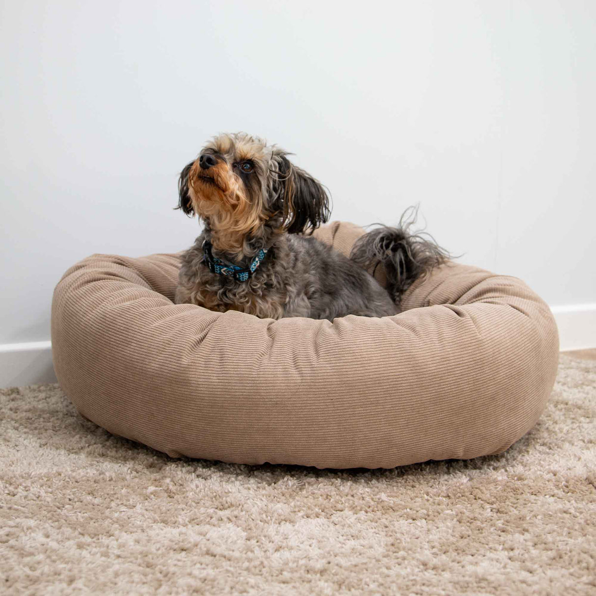 Dog sitting on a beige dog bed against a white wall.