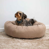 Dog sitting on a beige dog bed against a white wall.