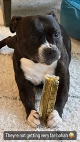 Dog holding a gold object in its paws on a carpeted floor.